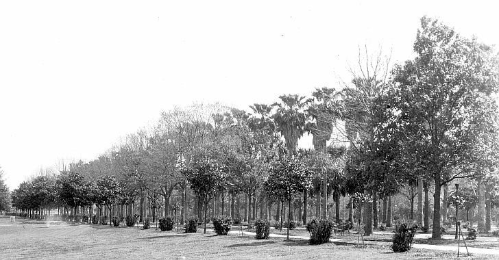 CityPark/TreesWPA_lelong_planting.gif