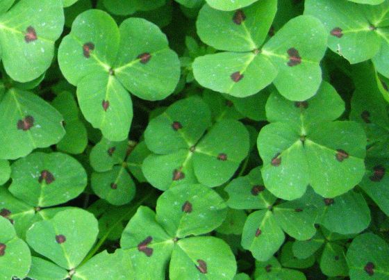 January2008/Clovers.jpg
