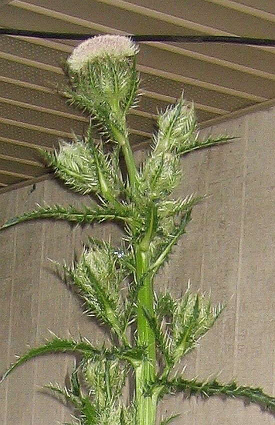 PokeFlowers.jpg